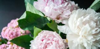 Квітникарі розповіли про найкращий догляд за півоніями восени