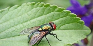 Як швидко позбутися мух в квартирі чи будинку 