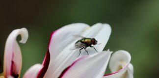 Як відлякати мух від своєї ділянки