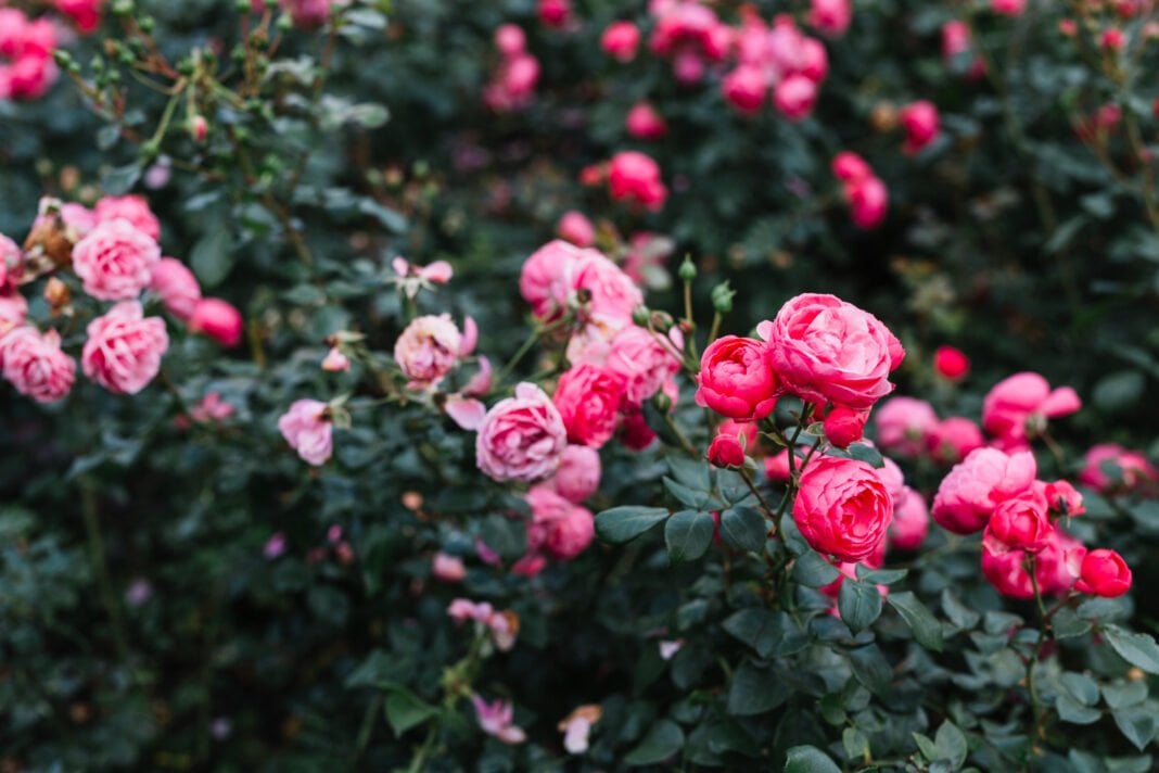 Садівник розповів про диво-підживлення троянд: поради 