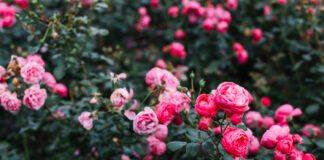 Садівник розповів про диво-підживлення троянд: поради 