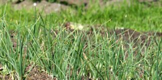 Городники розповіли, як зрозуміти, що часник вже пора викопувати