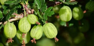 Як боротись із борошнистою росою