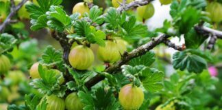 Агрономи розповіли про спосіб боротьби з борошнистою росою