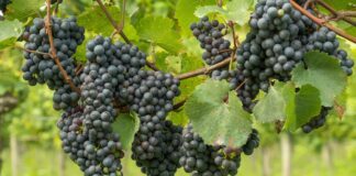 Садівник розповів, як правильно підживлювати виноград