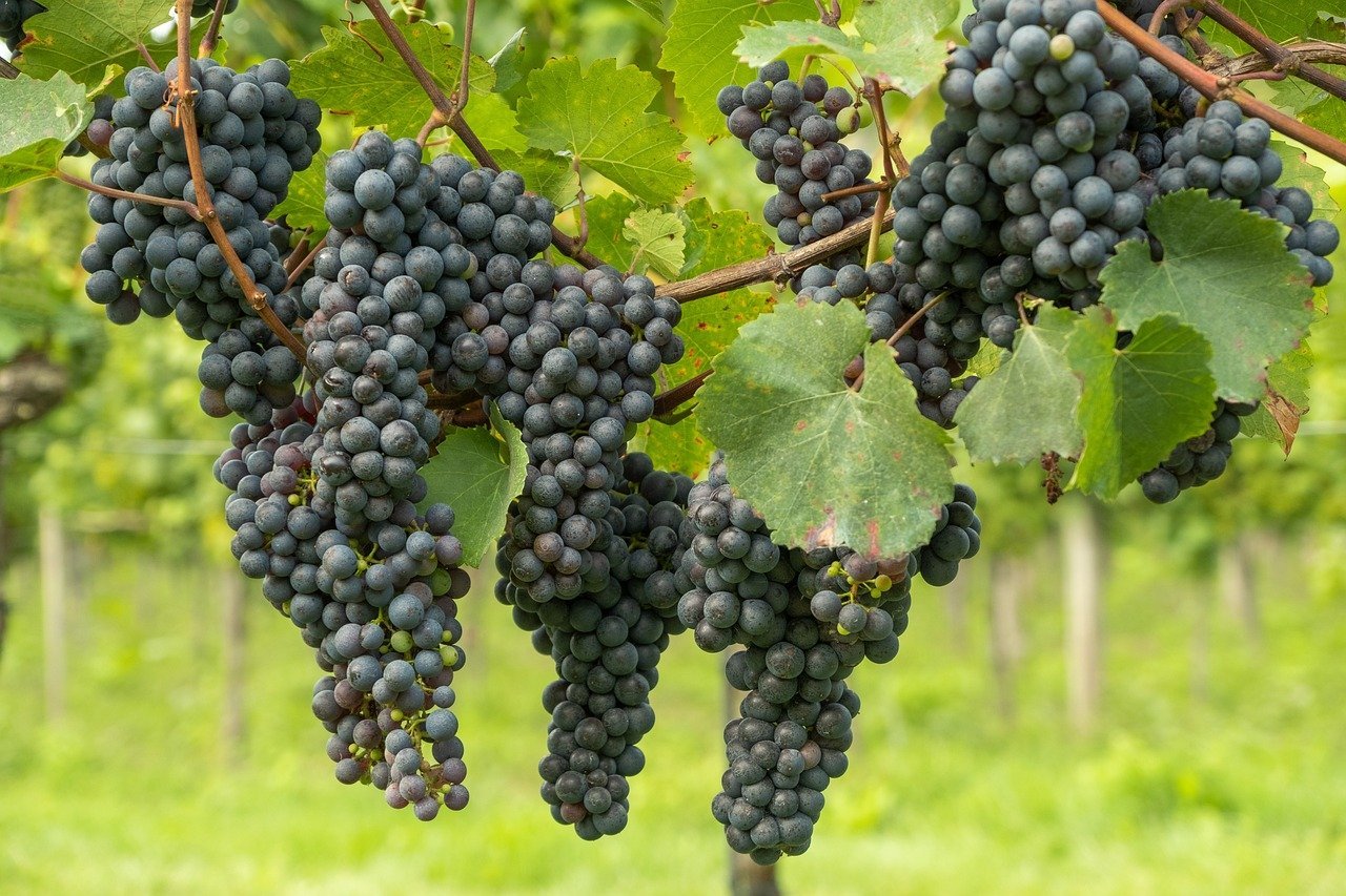 Садівники розповіли, чим обробити виноград від шкідників