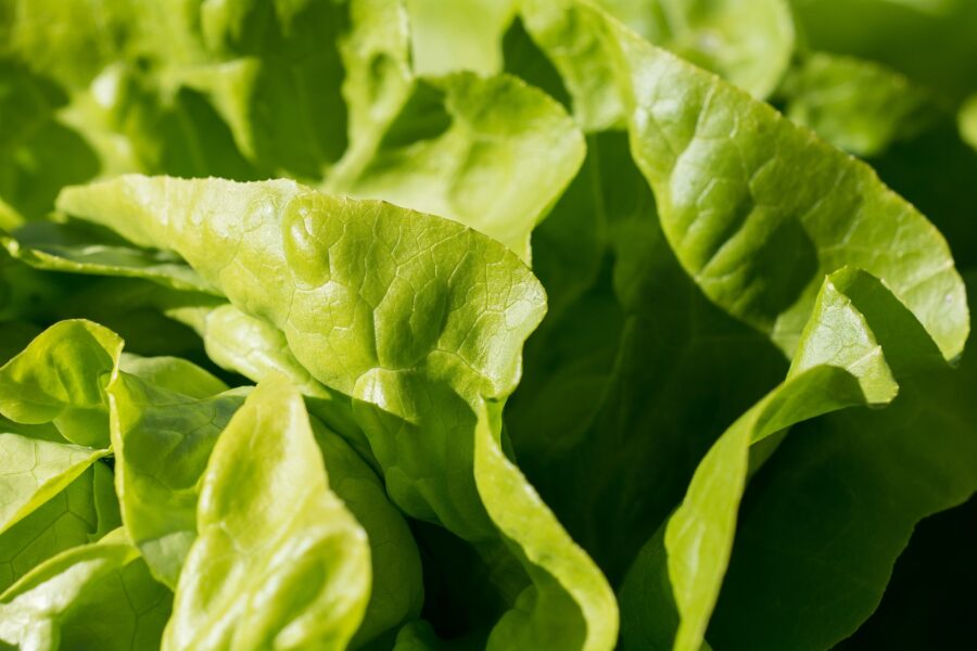 Експерти розповіли про основні секрети вирощування салату у відкритому ґрунті на своїй грядці