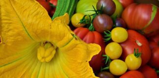 Городник розповів, як швидко вивести пустоцвіти на томатах