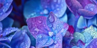 Експерти назвали 3 головні правила для вирощування пишної гортензії