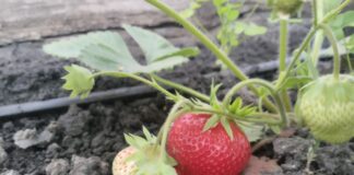 Городники розповіли, навіщо підживлювати полуницю цукром