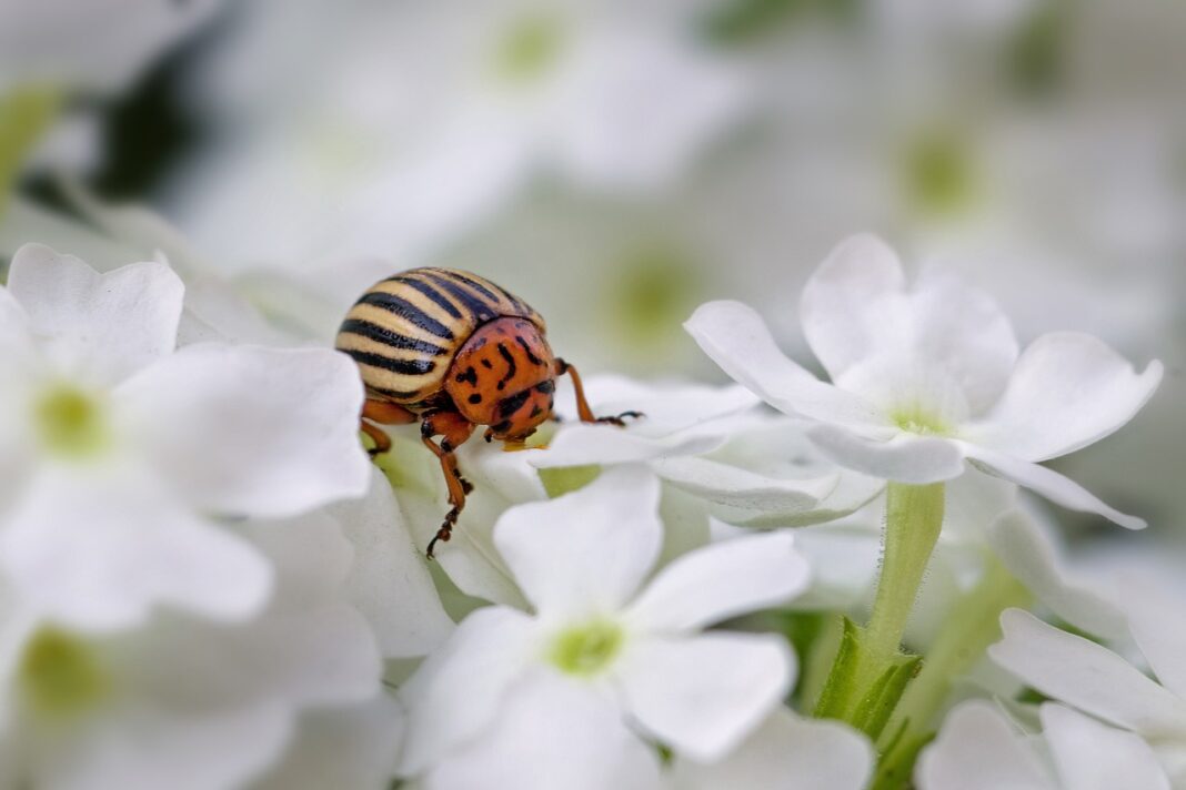 Експерти розповіли, як не допустити появу колорадського жука на городі