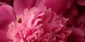 Квітникар розповів, як правильно доглядати за півоніями після цвітіння