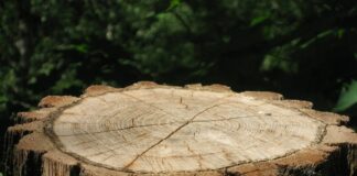 Городники розповіли, як легко позбутися пеньків