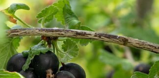 Садівники розповіли про найкращий сорт смородини