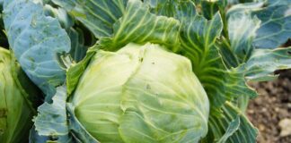 Городник розповів, як за один прийом зміцнити качани капусти