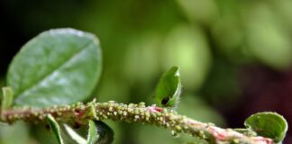 Садівники назвали нестандартний метод захисту дерев від попелиці