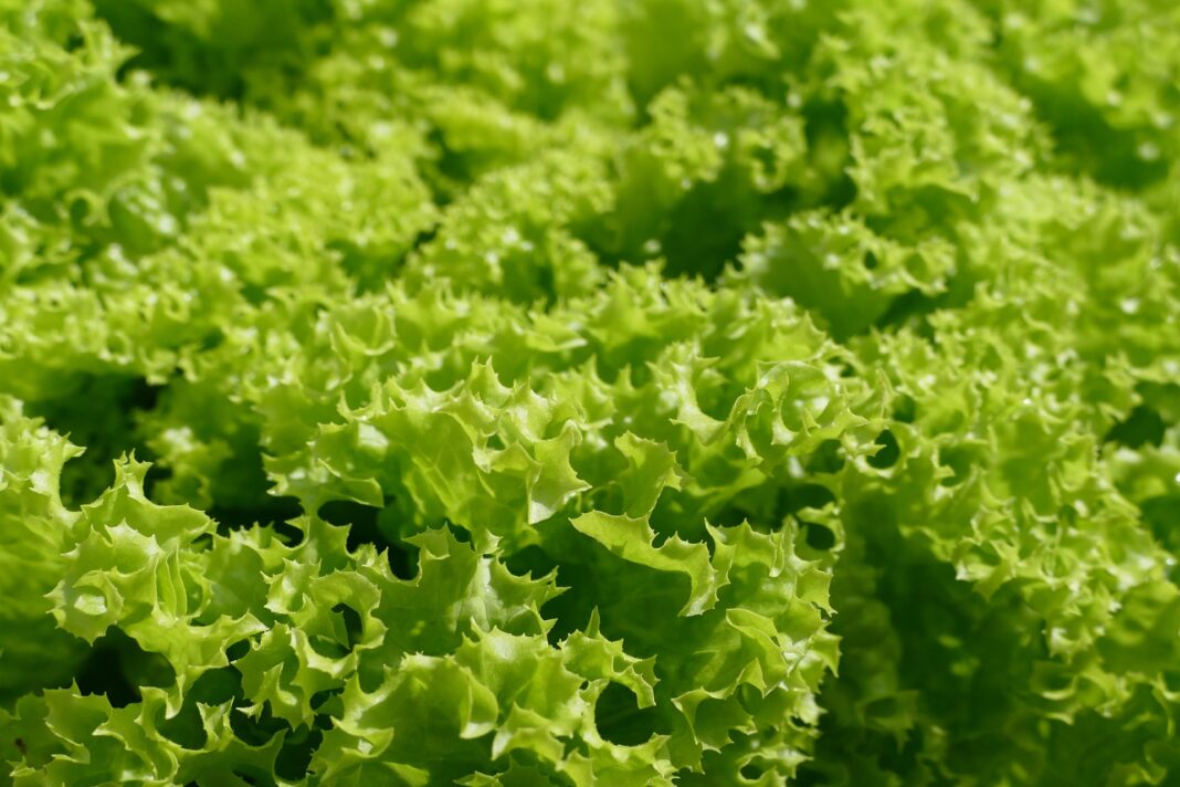 Як вирощувати листя салату