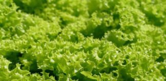 Як вирощувати листя салату