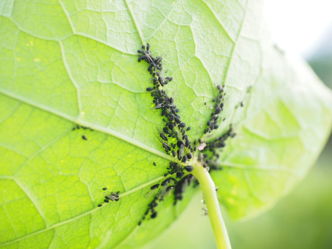 Експерти назвали народні засоби для боротьби з попелицями і мурахами