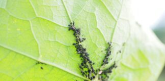 Експерти назвали народні засоби для боротьби з попелицями і мурахами