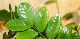 Добриво для заміокулькаса в домашніх умовах