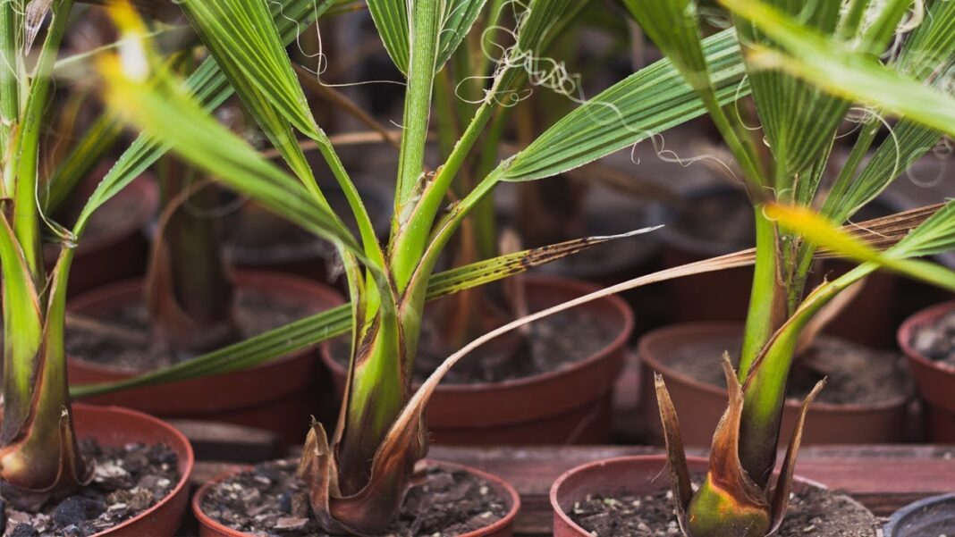 Садівники назвали найдієвіші методи по догляду за домашніми пальмами