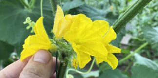 Городники назвали найдієвіші схеми обрізання листя на огірках 