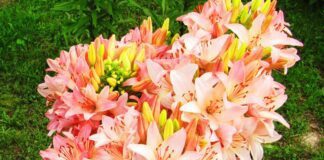 Садівники розповіли, чи потрібно викопувати лілії на зиму