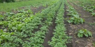 Городники розповіли, як легко вивести бур'яни з городу