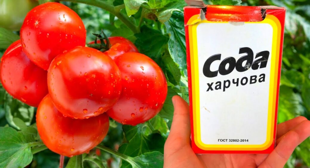 89-річна бабуся запевнила: сода – ось те, що просто необхідно моїм помідорним кущам для “бомбезного” врожаю 