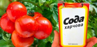 Городники розповіли, як використовують соду на городі