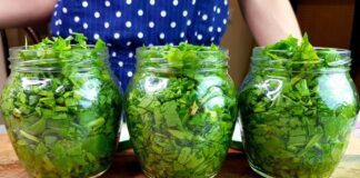 Кулінар розповів, як правильно консервувати зелений щавель