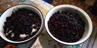 Кондитер розповів, як зробити варення з шовковиці смачним і корисним