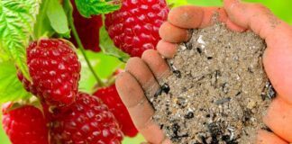 Експерти назвали найефективніше добриво для малини у 2024