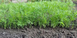 Городники розповіли, як кавова гуща впливає на ріст зелені