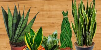 Садівники назвали найкращі методи вирощування щучого хвоста