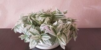 Садівники розповіли, як правильно вирощувати традесканцію