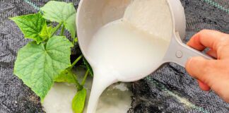 Городники назвали ефективне та найдешевше підживлення для огірків