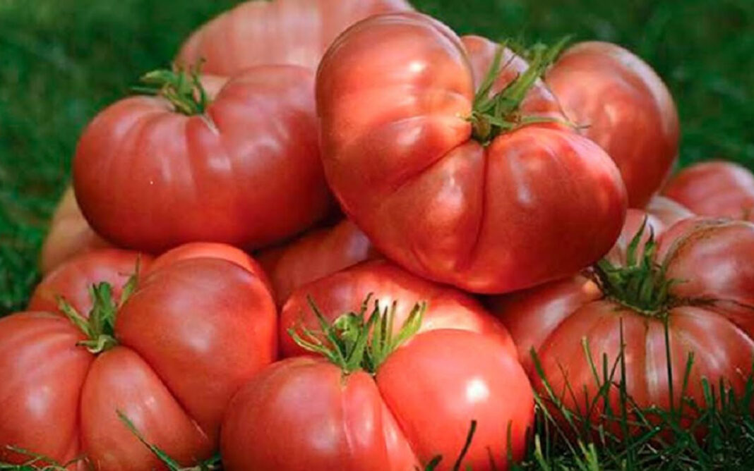 Городники назвали два найкращих підживлення для томатів