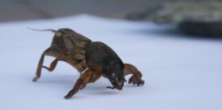 Експерти розповіли, як вивести ведмедку народними засобами