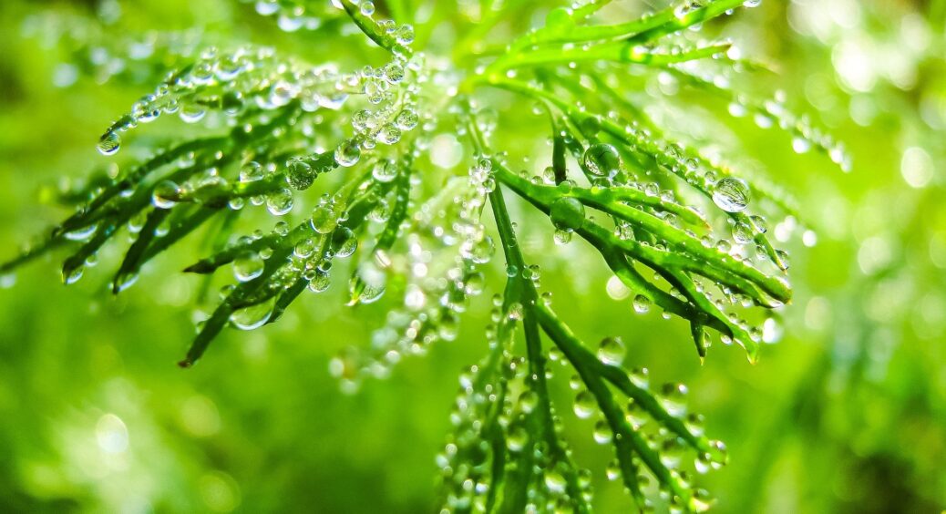Не потрібно сушити та заморожувати кріп: одна “штучка” допомагає зберігати зелень всю осінь та навіть зиму 