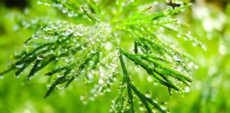 Як правильно зберігати кріп