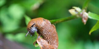 Дачники розповіли про рослини, які відлякують слимаків: і отрути не треба