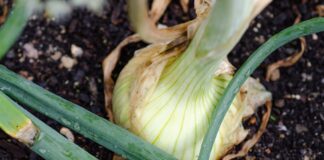 Експерти розповіли, чим категорично не можна удобрювати ґрунт