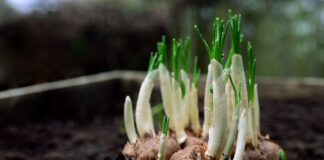 Як підготувати цибулю до врожаю під час сильної спеки