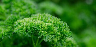 Які рослини найкраще садити під зиму 