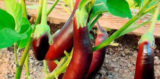 Експерти розповіли, як збільшити врожай баклажанів