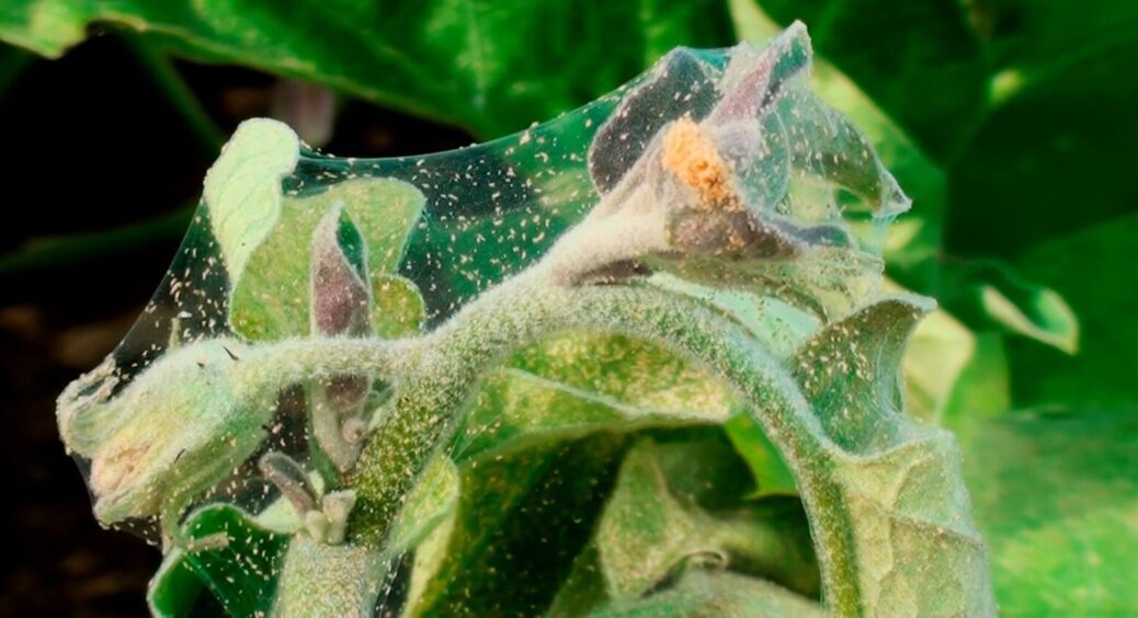 “Скомбінувала” добрива та посуху – і “заманила” на грядку павутинного кліща: 1 спосіб, як позбутись 