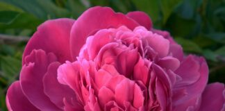 Садівники розповіли про останнє підживлення для півоній в жовтні 