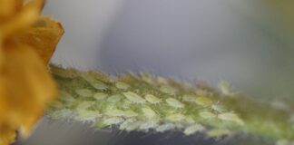 Як позбутись від попелиці на ділянці